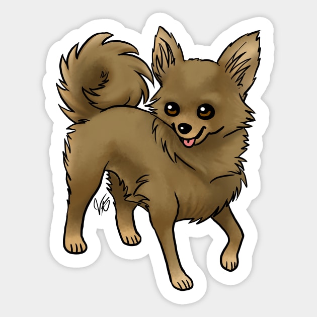 Chocolate chihuahua long hair online